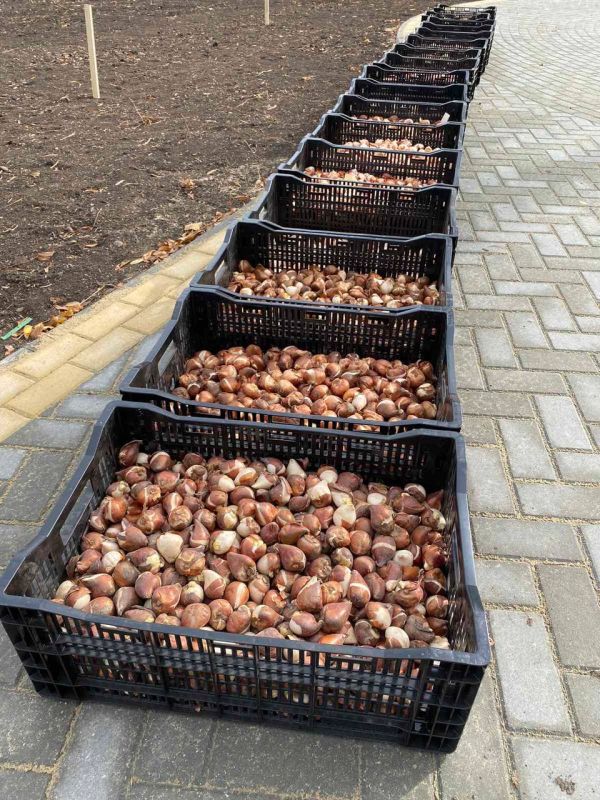 � ����������� ��������� ������ ����������� ��������