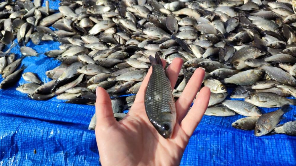 �������� �������������� �������-������������ �������� ����� �.�. ������ �������� �� ���������� �������