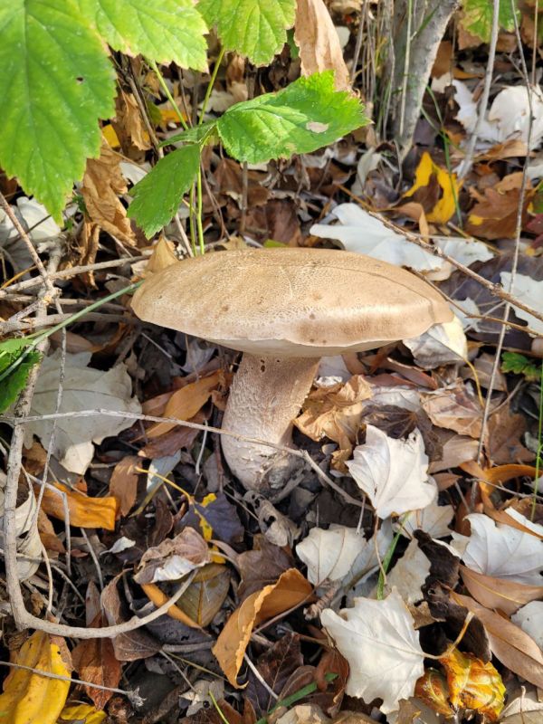 ��� ������ ���������� 610 ������� ����� ���� ���������� �������� �� ���� �����