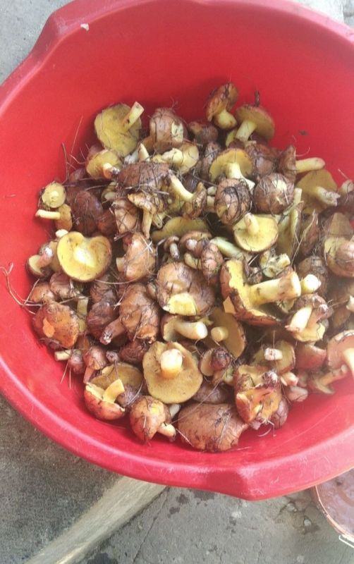 ������� ����� ����������. ������� �� ����������� �� ����������� (��������� �����)