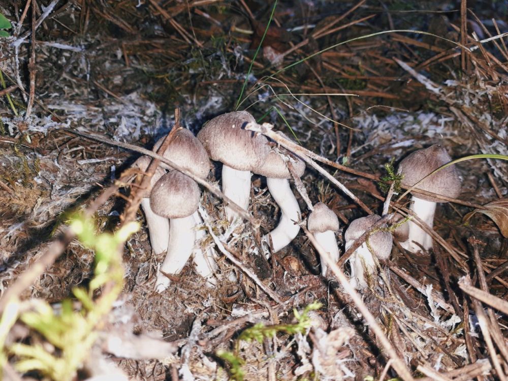 ��������, ��������. ����� �����, �������, �����!