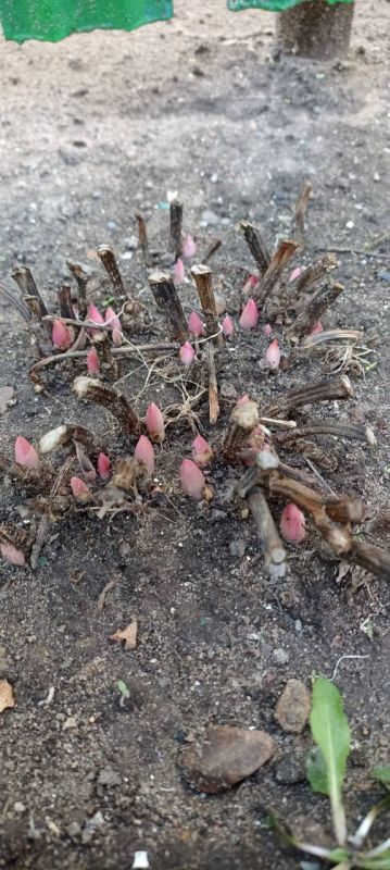 � �������� ����� ������