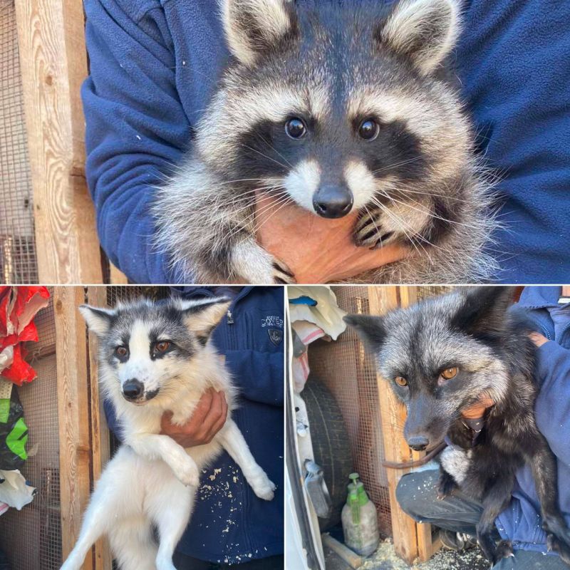 ������ � ��������, ���������� � ���������� ����� ��������� �������� ����, ���� � �����