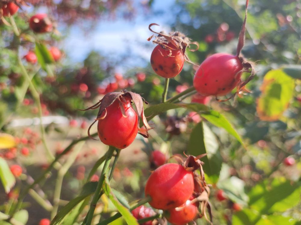 ������� ������. �������, 7 ������, ��������� ���������� ����������, ��� �������