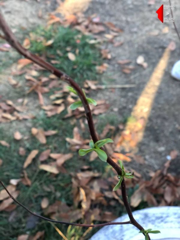 ����� ������������ ������ �����������..