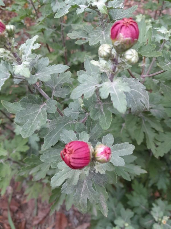 � �������� ������� �����.