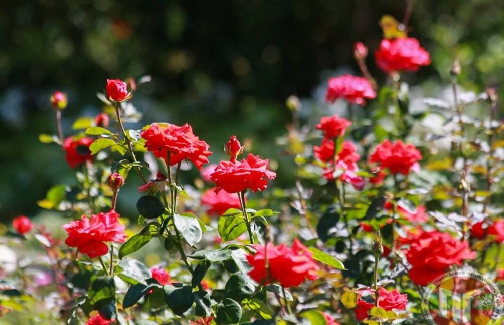 � ��������� ������������ ����, ������� � ������ ��������� �� ����� ���������� ���������� ���� �������� 460 ��������� ��������, �������� �����-������ ����������