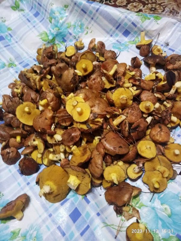 ������ ������ �� ���� ������� �������.