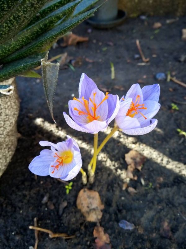 � ������������ �������� �������