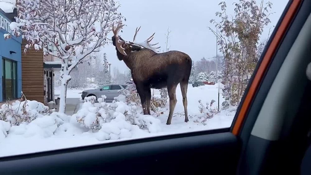 �������� ���� �������� �������