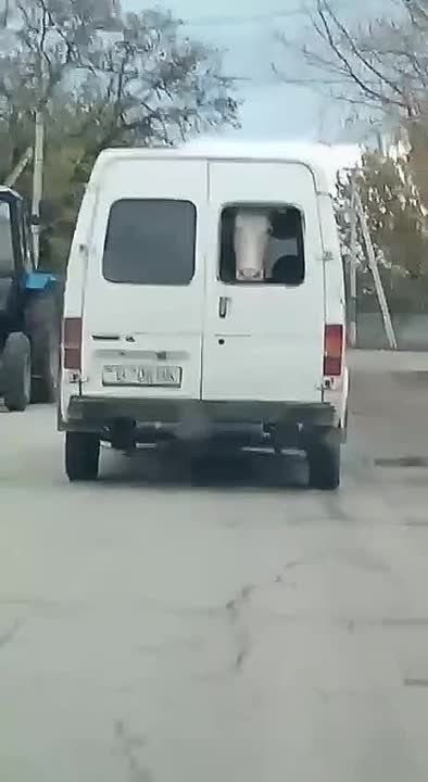 ������ � ���������. ��� �� 20-��.. ������-������, ��������� � ����������� �����