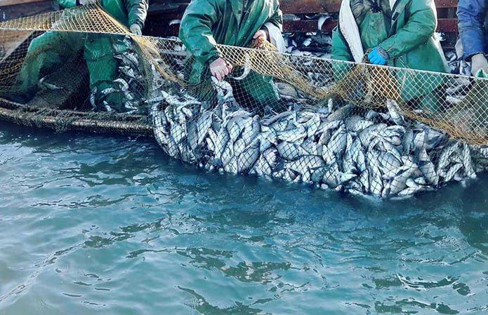 � 15 ������ �� 15 ����� ����������� ����������� �� ����������� ����