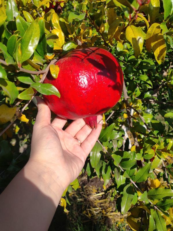 ���������� ��� � ���������������