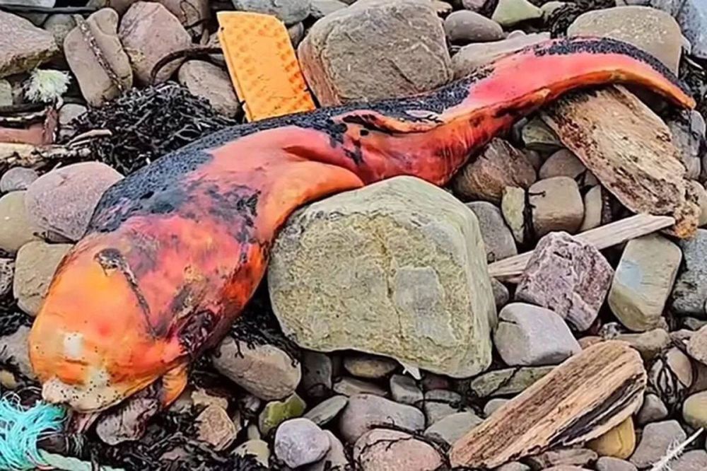 � ��������� �� ���� ������� ��������� ��������, ��������� �����