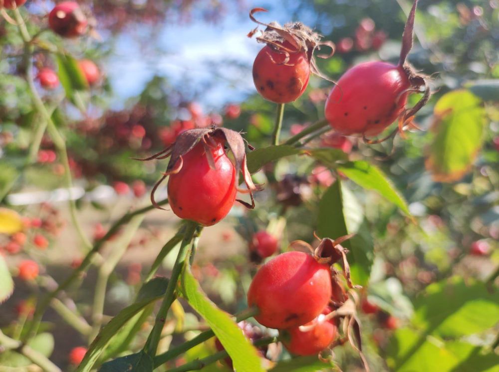 ������� ������. �������, 19 ������, ��������� ��������, ���� � ������������ ������, ��� ������������ �������