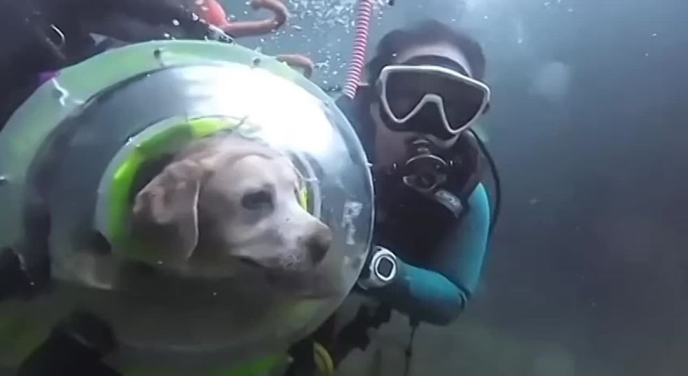 � ���� ��������� ������-�������, ������� ���������� � ��������� ������ � ������ ������� ���������� ����