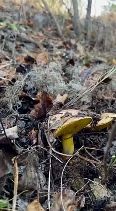 ������� �����-2023 �� ��������