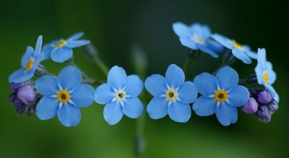 �������� ��� ������ ��������� ���������