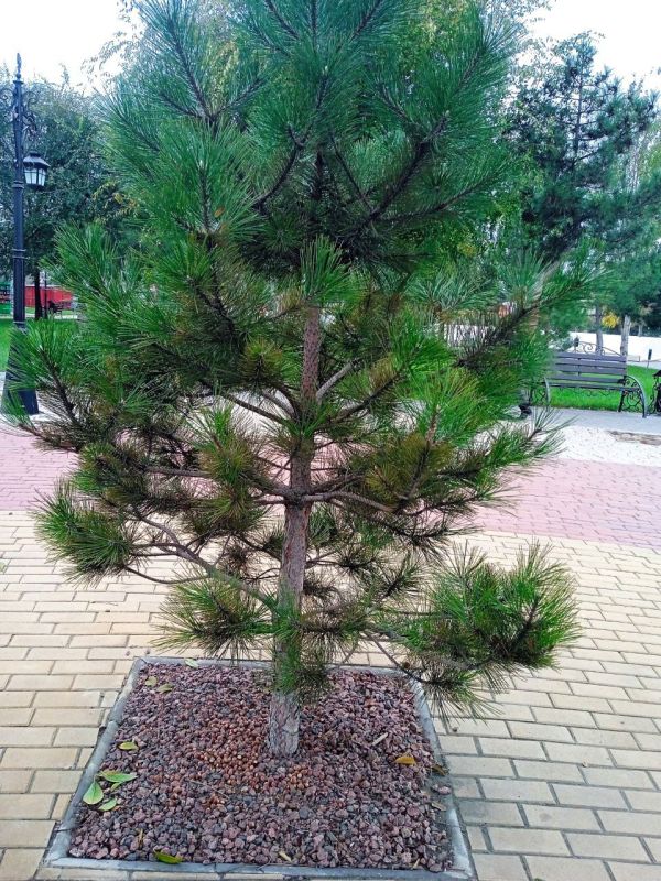 ��� ������� � �������������� ����� � ������ ����� ������ �����