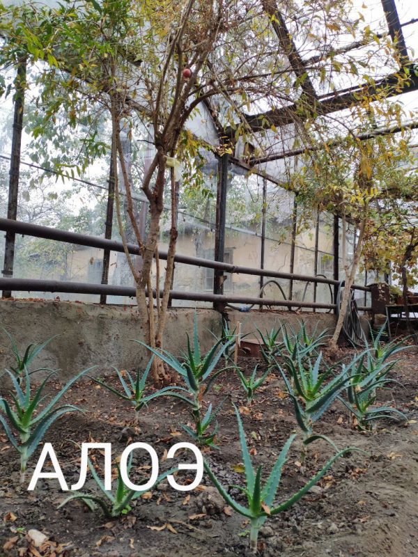 � ��� ��� �������� �� ��������� �������: