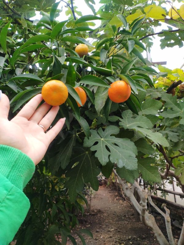 � �������� ������� ���������