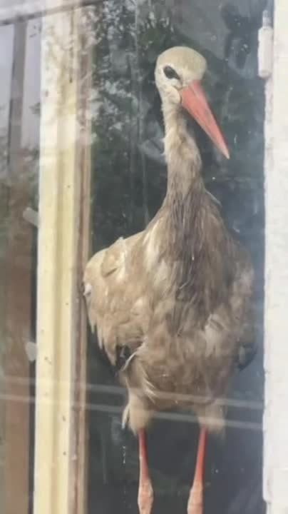 ���� ��������� � ���� ������ �� ����� �� ������, ����� �������������