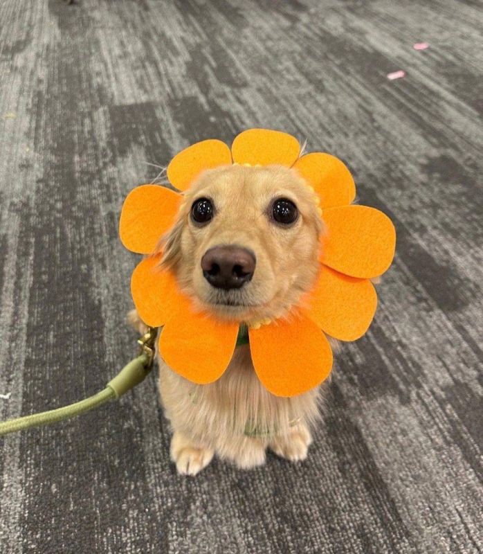 �������������� �������� �������