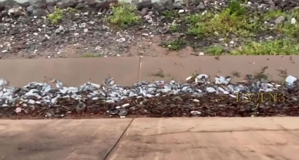 ����������� ������� ����� �� ������. � ��� ��� � ������ �������� ����. ��� ��� �����, ������� �������. ������� ������ ����: � ��������� ��������� ���� - ������ ������� ������� �������� ������� ��������, ������� ������� ������ � ����