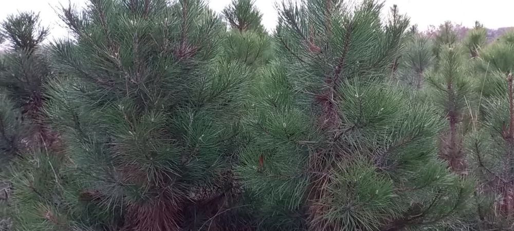 � ��������� ����������� ����� 1000 ���� � ����� ���� ������ ����