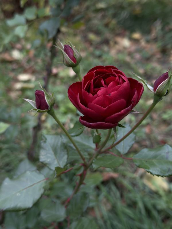 � ������������ ���� ��� ������ ������ � ����