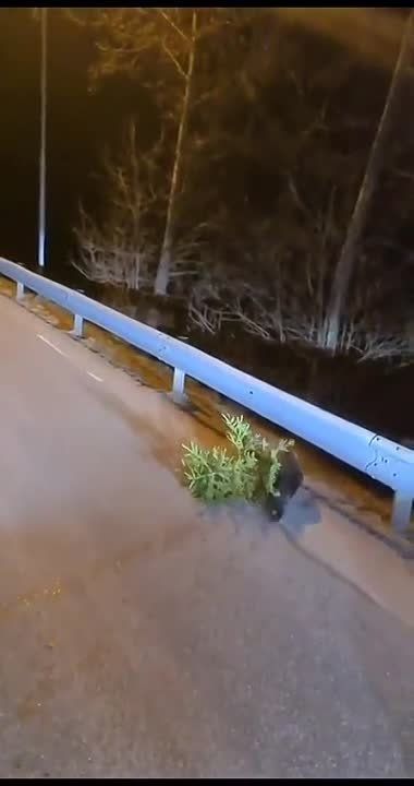 �������� � �������� ����������� �� ������, ����� ���������� �����, ������� ��� ����� ����