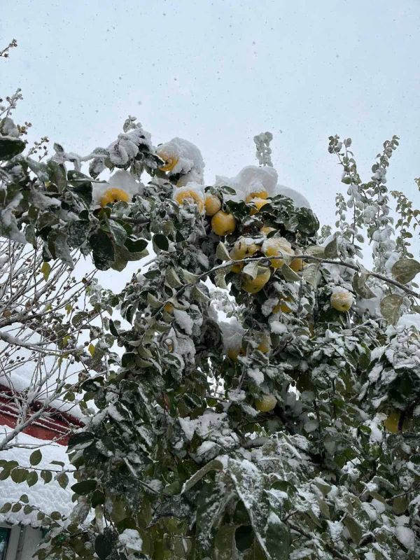 ���� ��� ������. ���������. ������.