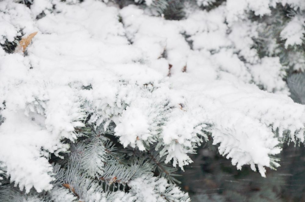 ��������������� ������������� �����������