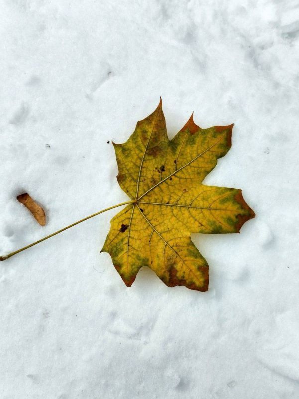 ������� ���� ��� ������ �����