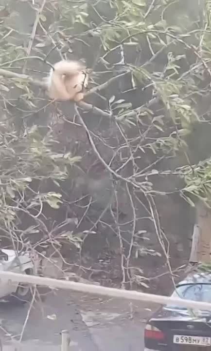 ����� �� ������������ �������