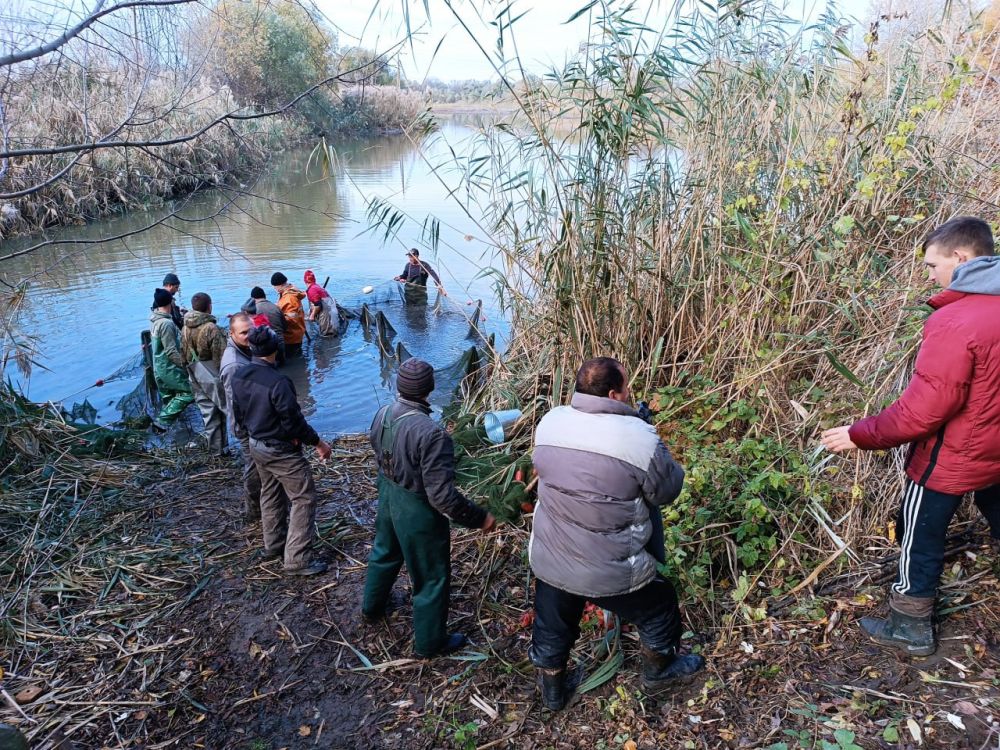 ����������� ������� ���� ���������� ����������������� �������� ����������