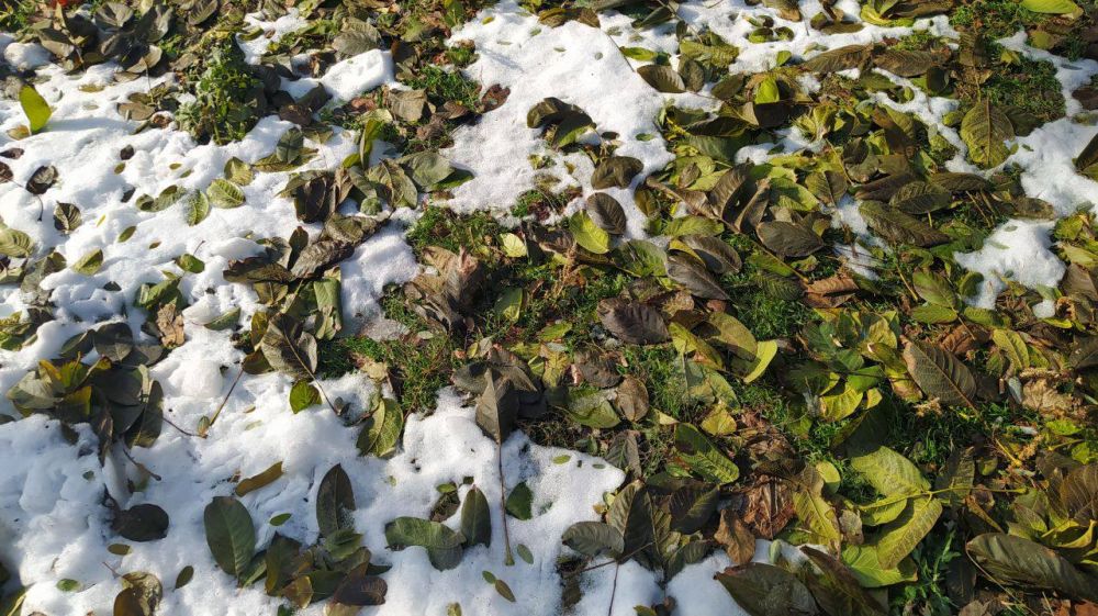 ����� �� ������: ����� ������ ������������������� �������