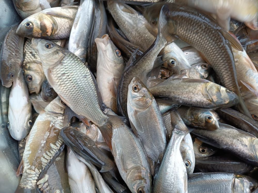 ������� ���� ���������� �������� ���������� �������� � �����