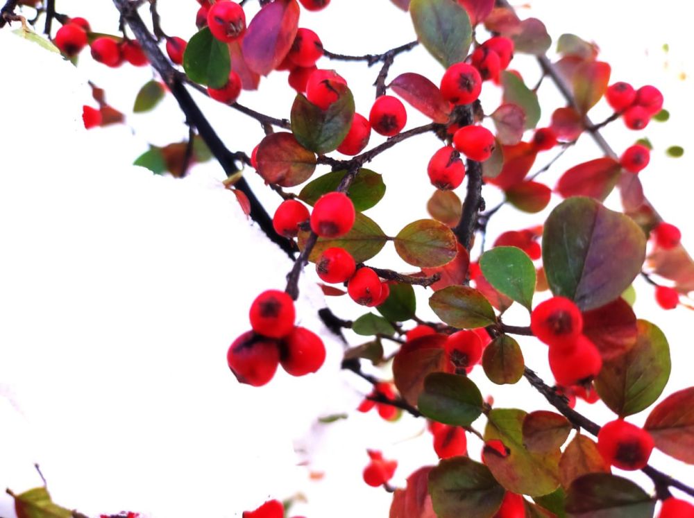 ������� ������. �������, 30 ������, ��������� ���������� ����������, ��� �������