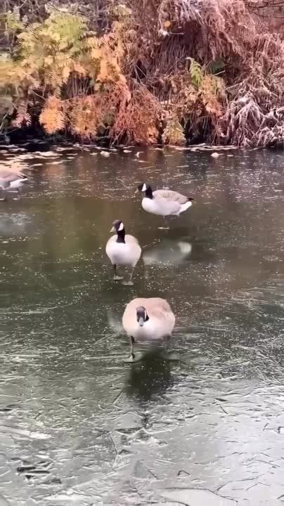 �� ��� ������� �����