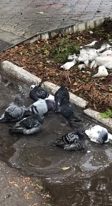 ������ �������� � ����� � � �����