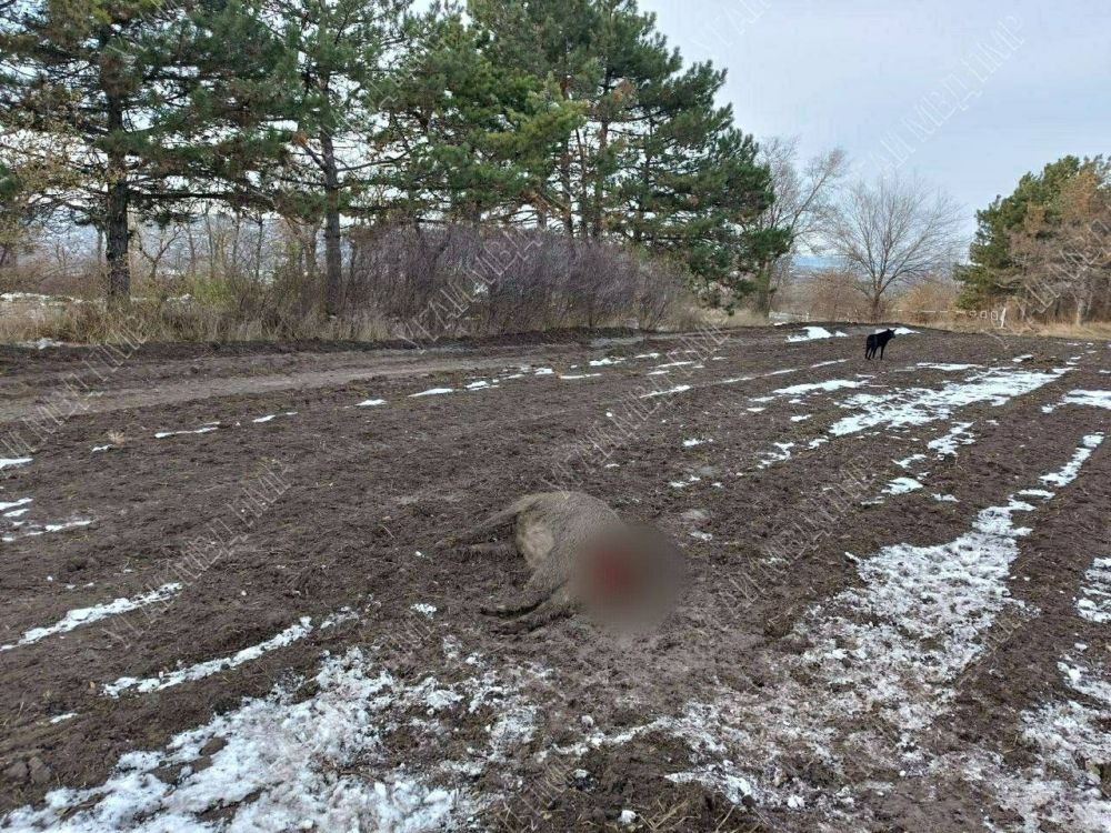 ����������� ��������, ������� ������� � ����� ���. ������ ��������� 28 ������ �� ���������� ��������� � �������, �������� �� �. �����������