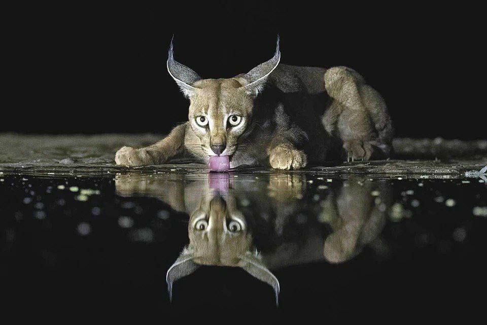 �� ��������� ����� ������� "������� ��������" � ������ �������� ������������ ������ �������, ��������� � ���������