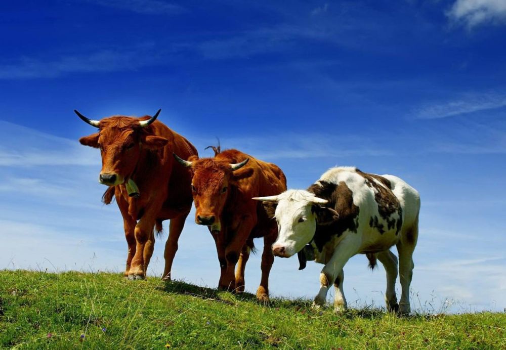 �������� �� ������������ �������� �������� ����� ��������� �����������