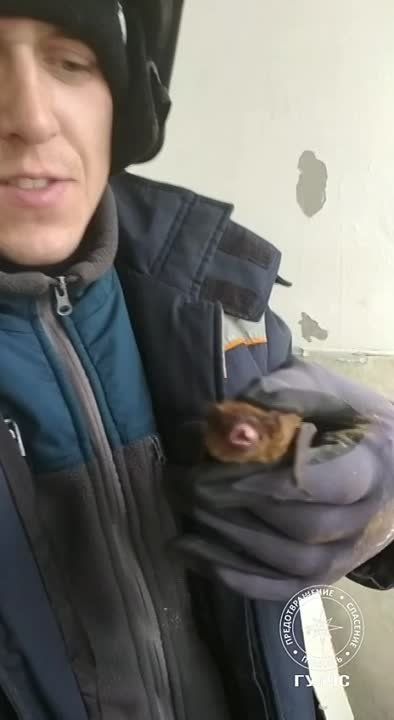 ����� ������ ������� �����