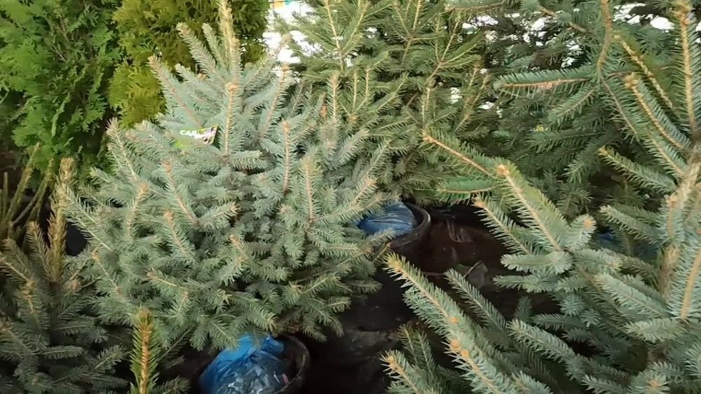 �� ������ ����� � ��������� ��� ������� ����