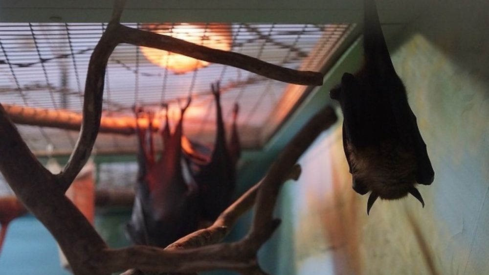 ����������� �������: � �������� ���� ����� �������� � 500 �������� ������