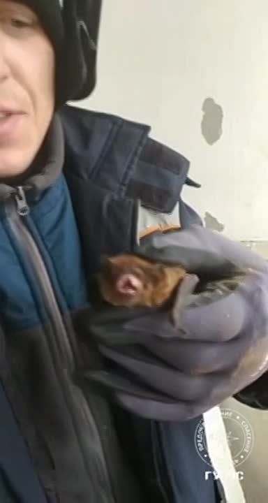 ����� ������ ������� �����