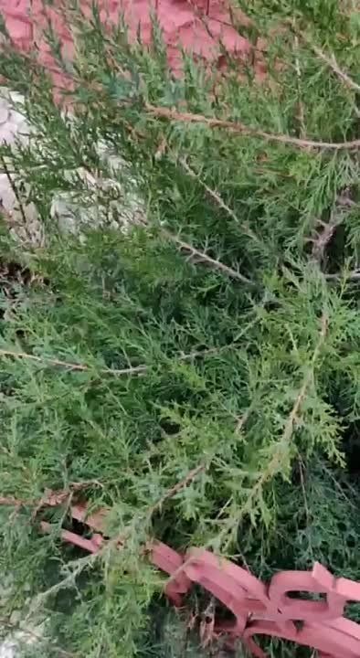 �� ���� ��� ������?. ������ ������ ���� �������� �� ��� �������������