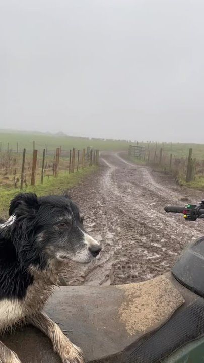 Tiktok ������ ������� ����� ����� ���� � �����, ��� ������� ���� ���� ����